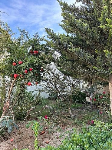 qubada ev satilir 2021: 3 otaqlı, 100 kv. m, Kredit yoxdur, Yeni təmirli — 6