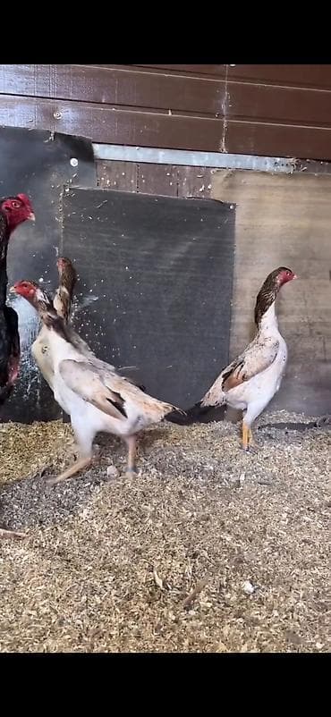 Digər heyvanlar: Toyuq, Damazlıq — 8