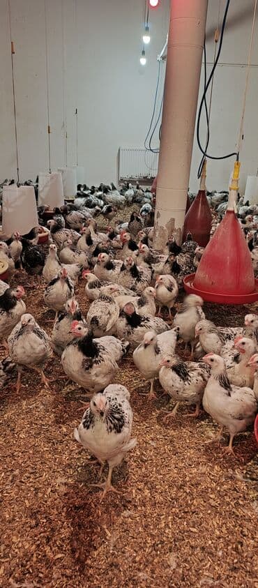 hələb keçisi haqqında məlumat: Toyuq, Broyler, Ətlik — 3