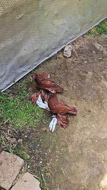 en ucuz uce: Cüt dekorativ göyərçin - Növ: dekorativ, lələkli pəncəli (ayaqları — 2