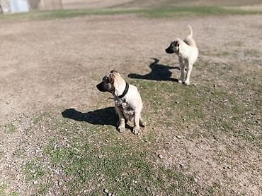 qarğa balası: Kanqal — 4