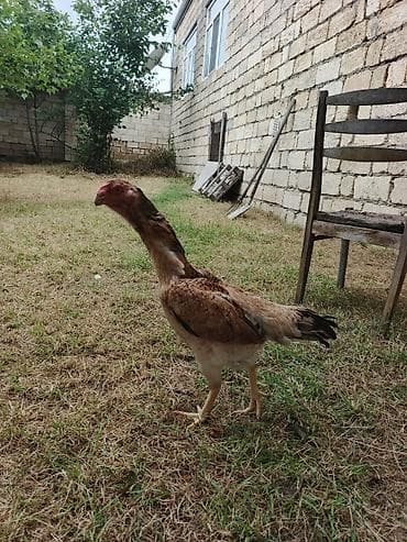 dağ toyuğu: Toyuq cücələri, Damazlıq, Ünvandan götürmə, Ödənişli çatdırılma — 9