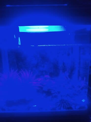 Akvarium aksessuar və ləvazimatları: Akvarium satılır 20 ltr-lik firma malıdır dekorları ilə birlikdə — 1