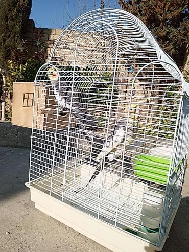 pomeranian satilir: 2 ədəd korella satılır! dişi erkək,heçbir xəsdəlikləri yoxdur,qəfəs — 2