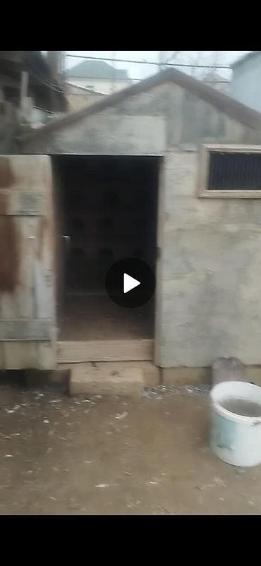 it adlari qiz: Quş damılar satılır — 3