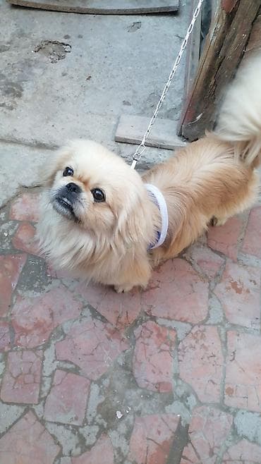 Pekines, 1 il, Erkek, Cütləşmə üçün, Ödənişli çatdırılma