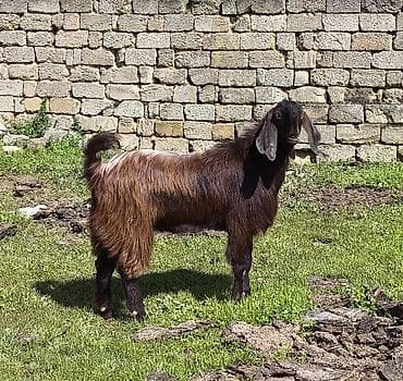 keci: Təmiz orginal hələb Təkəsi 1 illiydi real alıcılar əlaqə saxlasın boş — 3