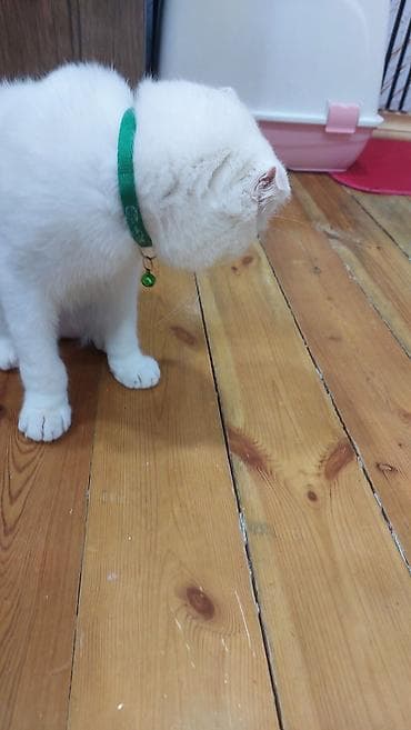 Heyvanlar üçün mallar: Şotland yastı qulaq, Erkək, Yaxşı əllərə, Ödənişli çatdırılma — 4