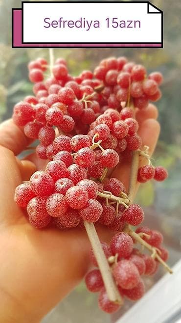 süd məhsulları: Салам килемейве тинклери сатылыр истесениз чатдырылма вар — 1