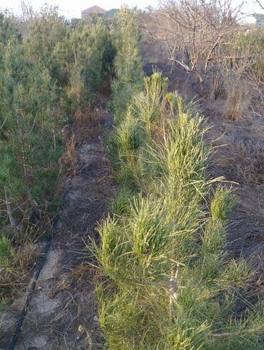 Bıçaqlar: Şam ağacı fidanları - Növ: Şam (iynəyarpaq, həmişəyaşıl) - Təyinat — 13