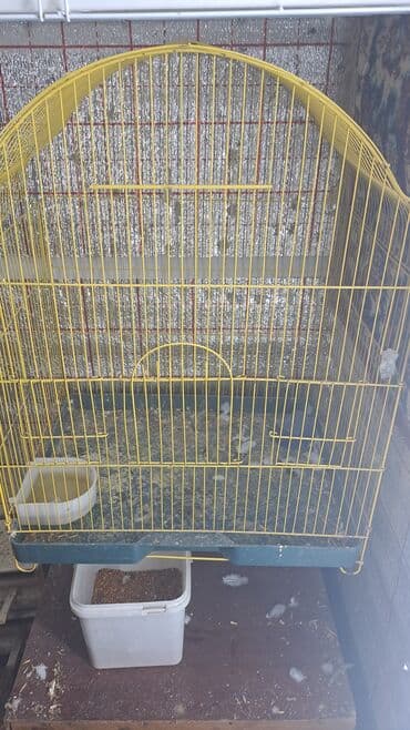 danışan papuqay satilir: Hazir cutlerdi
qefesi yuvasi ile birlikde
 yuva qizdirirlar — 3