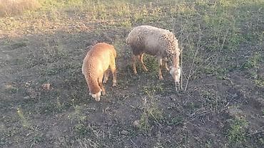 qarabağ atı qiyməti: Qoyun və quzu dəsti - Şəkillərdə ana qoyunlar və yanlarında sağlam — 4