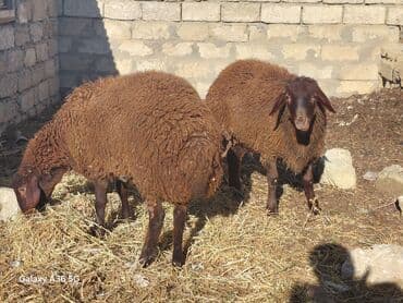 qala cinsi: Quzu, Erkək, Qala, ay: 1, Damazlıq — 1