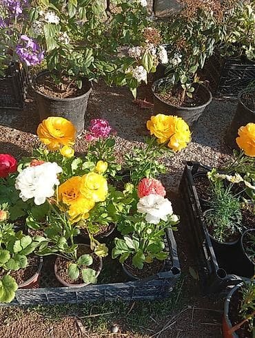 dekor agaclari: Bağ və balkon üçün qapalı qablarda müxtəlif bəzək və faydalı bitkilər — 1