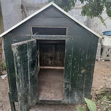 Taxta toyuq hinı / quş evi - Material: qalın taxta panellər, möhkəm lalafo.az -da Taxta toyuq hinı / quş evi - Material: qalın taxta panellər, möhkəm