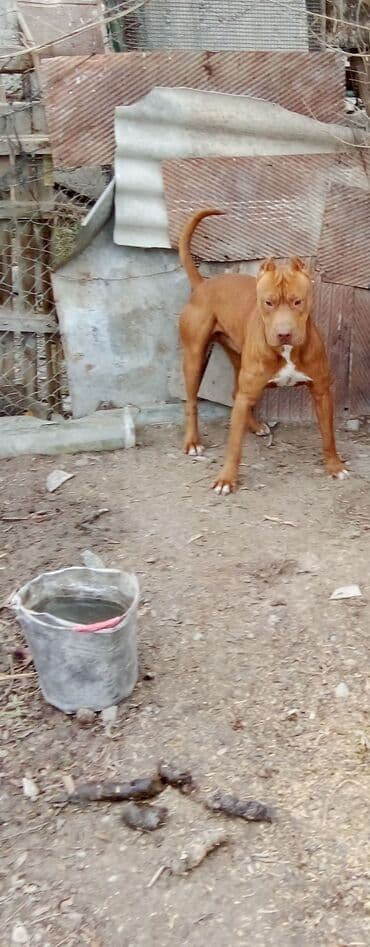 it sortları: Pitbul — 2