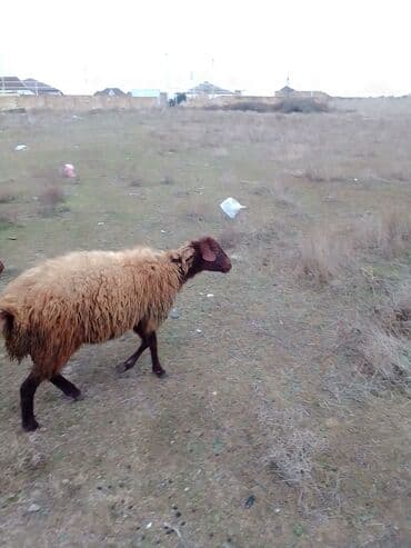 где купить собаку в баку: Dişi Quzu satılır istəyən olsa yazsın video sun atım baxın real — 6