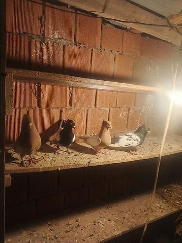 İtlər: Salam qiymət cütünə ayidir — 6