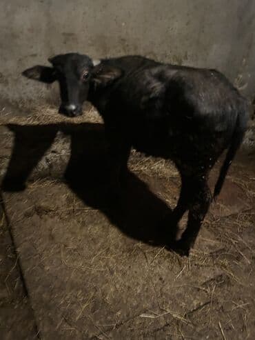 cins ineklerin satisi 2019: 2 ana camiş 2 erkey bala balalar 4 ayliqdi camişdar her biri 6 litr — 4