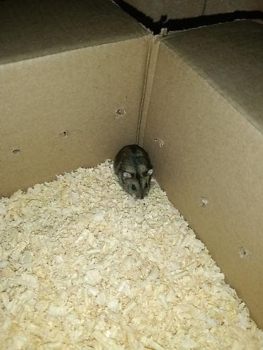 toyuq sekilleri: Cırtdan hamster (cücə ölçülü, qısa quyruqlu) – ailəvi ev heyvanı - — 4