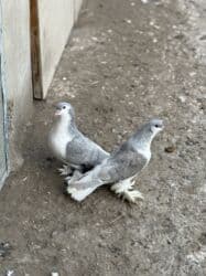 quş yuvalari: Delfinler satilir — 2