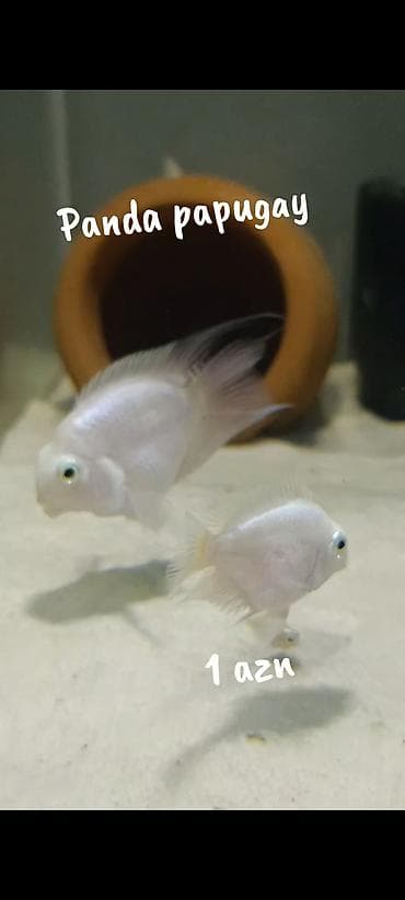 betta balığı: Panda papugay balıqı! 2 sm 1 azn 3 sm. 2 azn WhatsApp yazın!!!! — 1