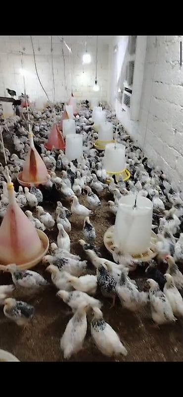 36 gunluk Serebirist çolpa damazliq,kesime yararlidir vaksinleri