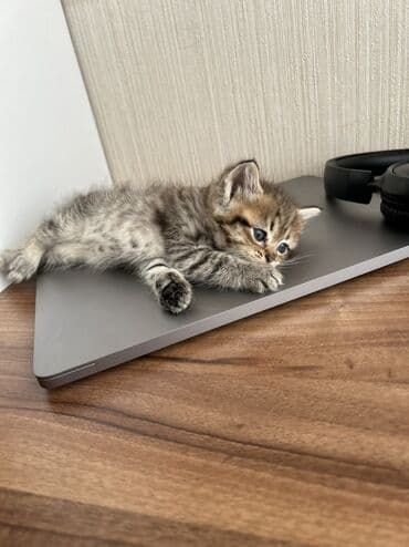 где можно купить котенка: Табби — 5