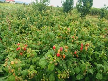 qeyri adi tort sekilleri: Məhsul: Təzə moruq (bağdan yığılmış) Təsvir: - Şirin, ətirli və — 2