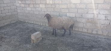 Hinduşkalar: Salam süper kök qoyunlar kəsgilikdi damazlıq deyil — 8