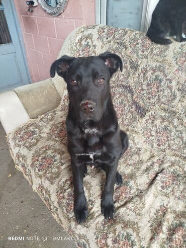 kaski itleri: Kane-Korso, 5 ay, Erkek, Ünvandan götürmə — 2