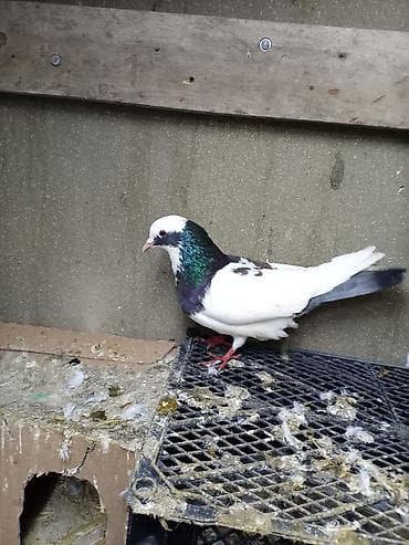 goyercin bazari: Göy boynu güllü dəstə göy quyruq erkey Təsvir: - Rəng: əsasən ağ — 1