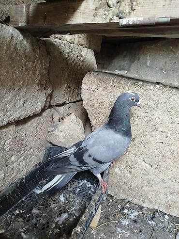 ağ goyərcin: Göy-boz rəngli poçt/ev göyərçini - Rəng: açıq boz gövdə, qanadlarda — 1