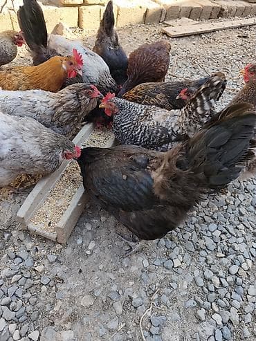 Toyuqlar: Toyuq, Australorp, Yumurtalıq — 5