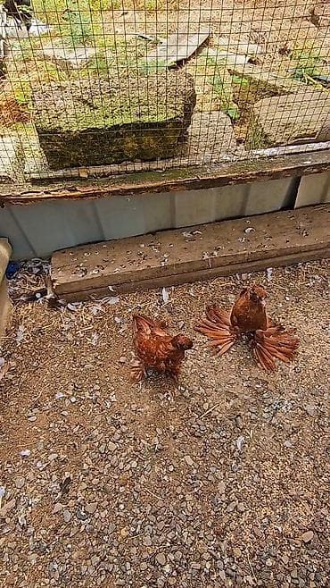 goyercin bazari: Məhsul: Bəzək göyərçinləri – qırmızı-qəhvəyi rəng, geniş “yelpik” — 1