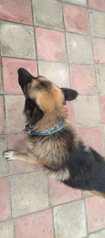 немецкие овчарки щенки купить: Немецкая овчарка, 2 года, Самец, С прививками, Платная доставка — 5