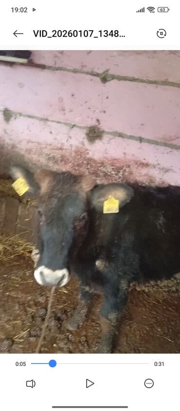 Satılır: quzuya gedən inək - Növü: yerli mal-qara (dişi). - Rəngi