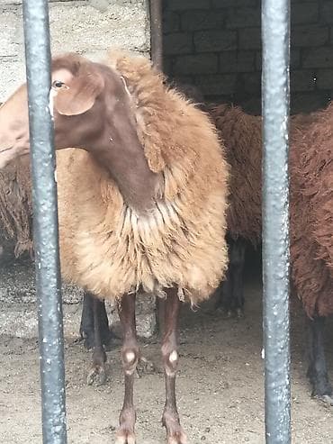 Qoyun – qaragül tipli, uzunqulaq, qəhvəyi başlı və açıq qəhvəyi yunlu