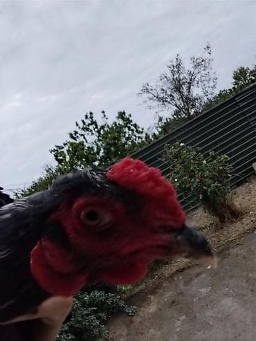 heyratı samo: Həyratı xoruz.7 aylıqdır və Güclüdür.Ödəniş razılaşma rolu ilə — 5