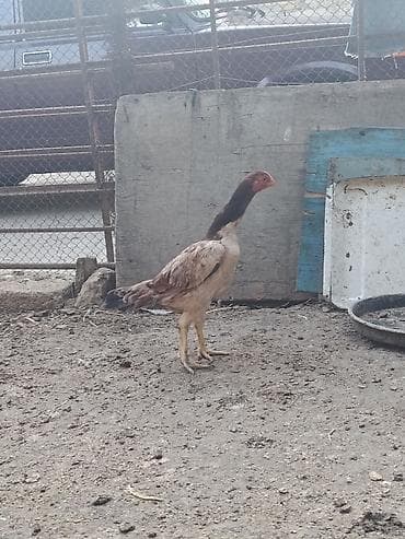 2 ayliq cuceler: Toyuq cücələri, Damazlıq — 4