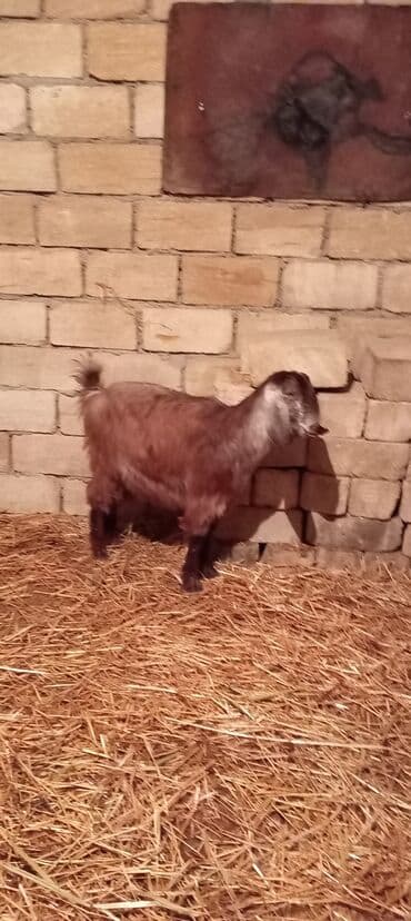 Gəmiricilər: Super təmiz qan hələb keçisi. Birinci qarın doğacaq İNŞƏALLAH. Başı — 8