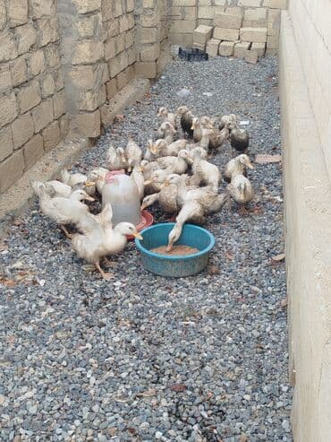 pişik satışı: Kuban ve Pekin ordekleri. 3 aylarinda 3 kilo et verirler. az sayda — 2