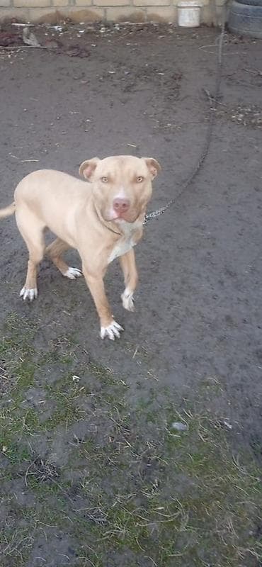 tap az pitbull: Pitbul, 6 ay, Erkek, Peyvəndli, Ünvandan götürmə — 1