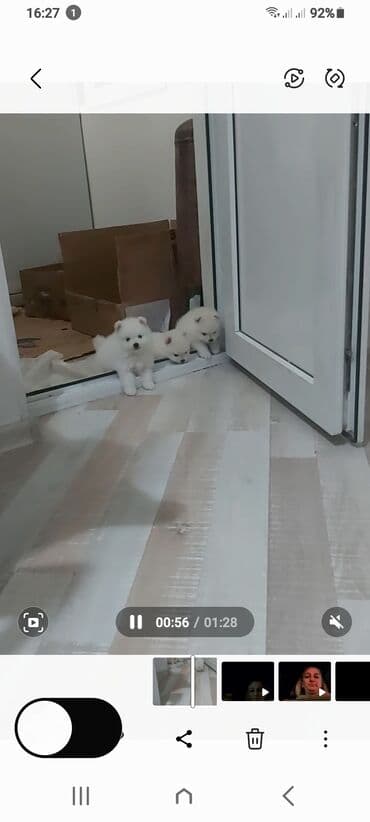 coban iti satiram: Şpitz, 1 ay, Erkek — 10