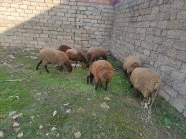 Коровы, быки: Самка, Qala, лет: 2, 80 кг, Для разведения, Самовывоз — 4