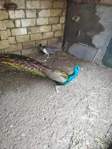 qaşqaldaq quşu: Məhsul: Hind tovusu (taclı tovuz quşu), erkək dişi cüt satılır — 7