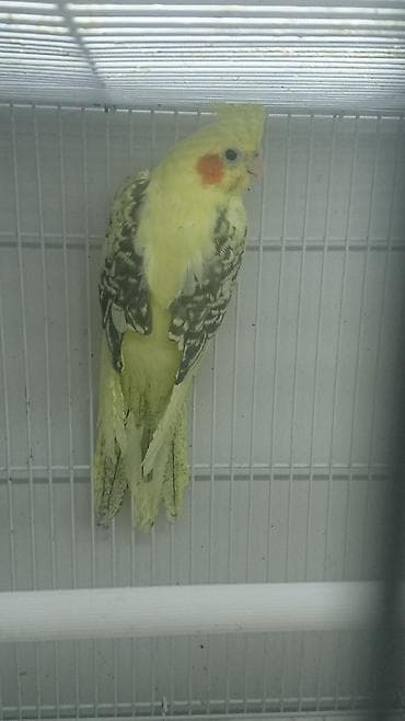 Göyərçinlər: Bir ədədi -100-azn 150 azn aq rəydə olanlar qiymət fərqli hazır — 9