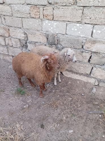 Satılır: 2 baş qoyun Sağlam yeyimcil iki quzu biri erkek obiri disidi — 1