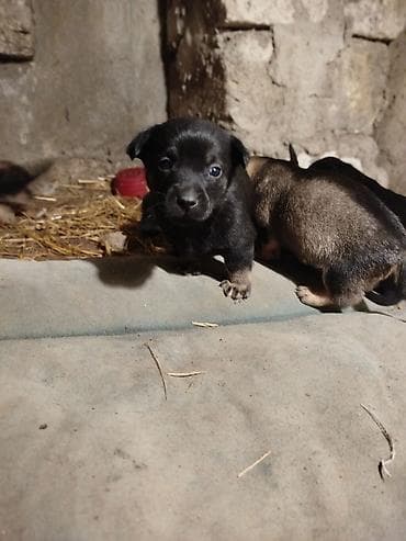 coban itlerin satisi: Əla növ qulaği sallağ zvanoklar satilir 7 ədəd di 3 həftəlikdirlər — 7