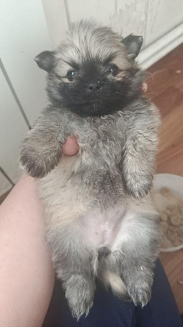 bull terrier satilir: Şpitz — 3